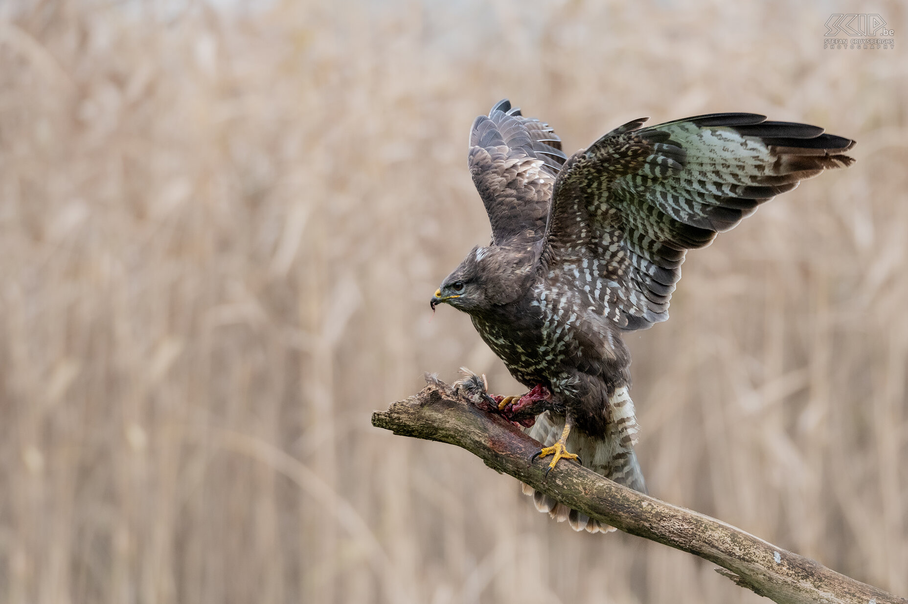 Buizerd met prooi Buizerd / Buteo buteo Stefan Cruysberghs